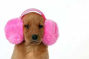 Earmuffs: Dog - Labrador 7 week old puppy