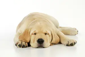 Sleeping: DOG. Labrador (8 week old pup) asleep