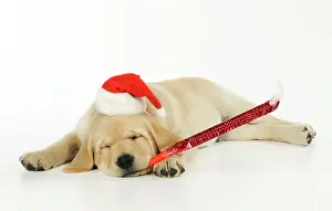 Blower: DOG. Labrador (8 week old pup) with christmas hat