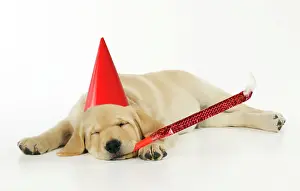 Blower: DOG. Labrador (8 week old pup) with party hat and