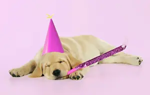 Blower: DOG. Labrador (8 week old pup) with party hat and