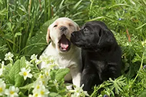 Howling: Dog Labrador 8 week old puppies