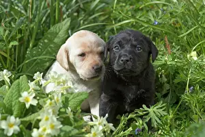Snuggling: Dog Labrador 8 week old puppies
