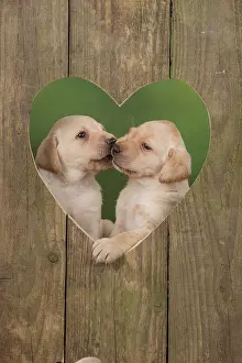 Kiss: Dog Labrador 8 week old puppies