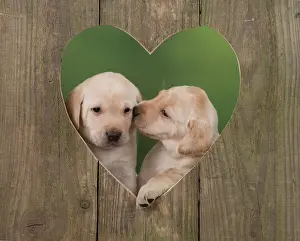 Kiss: Dog Labrador 8 week old puppies