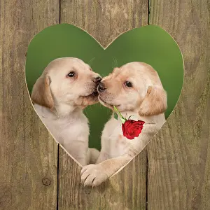 070221: Dog - Labrador - 8 week old puppies kissing in a wooden hear