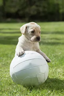 Football: Dog Labrador 8 week old puppy
