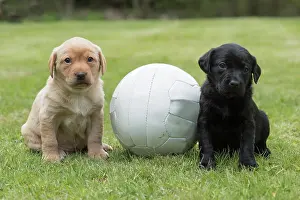 Football: Dog Labrador 8 week old puppy