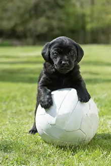 Football: Dog Labrador 8 week old puppy