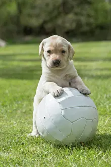 Football: Dog Labrador 8 week old puppy