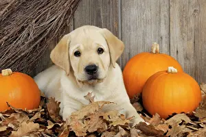 Pumpkins: DOG. Labrador (8 week old pup)with pumpkins