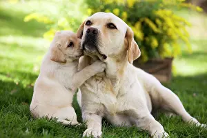 Jean-michel Labat: Dog - Labrador adult with puppy