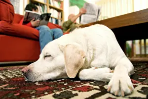 Owners: DOG - labrador asleep on floor, with owners in background