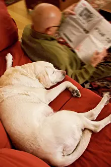 Reading: Dog - Labrador asleep on sofa, with owner sitting