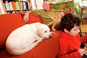 Stroking: DOG - labrador asleep on sofa with owners & ginger cat