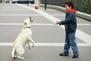 Thrown: Dog - Labrador catching ball thrown by boy