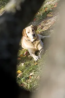 Joness: Dog Labrador-Golden behing a garden tree