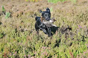 Retrieving: DOG. Labrador holding grouse in mouth running through