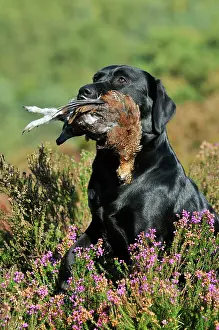 Retrieving: DOG. Labrador holding grouse in mouth sitting in heather