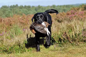 Retrieving: DOG. Labrador holding grouse in mouth walking through