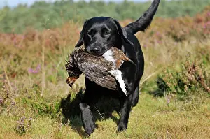 Retrieving: DOG. Labrador holding grouse in mouth walking through
