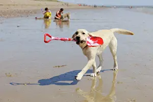 Spades: DOG. Labrador holding spade
