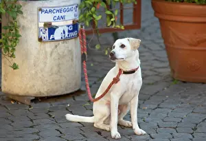 Secured: Dog - Labrador on lead at dog parking station