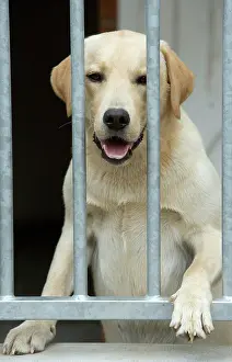 Choosing: Dog - labrador looking through bars at rescue centre