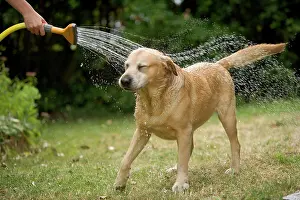 Hose: Dog - labrador playing in sprinkler