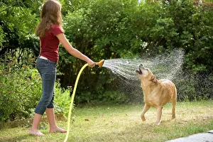 Hose: Dog - labrador playing in sprinkler held by young girl