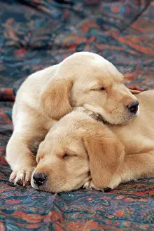 Fabric: DOG Labrador puppies ( 6 weeks old ) asleep on fabric