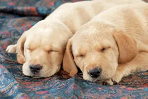 Fabric: DOG Labrador puppies ( 6 weeks old ) asleep on fabric