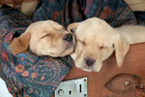 Suitcase: DOG Labrador puppies ( 6 weeks old ) asleep in an old case
