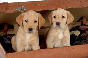 Suitcase: DOG Labrador puppies ( 6 weeks old )in an old case