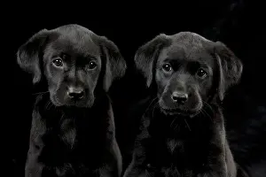 Twins: DOG Labrador puppies ( black, 6 weeks old )
