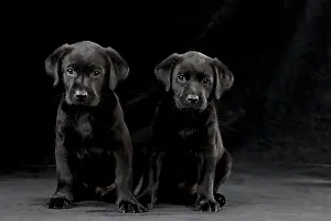 Twins: DOG Labrador puppies ( black, 6 weeks old )
