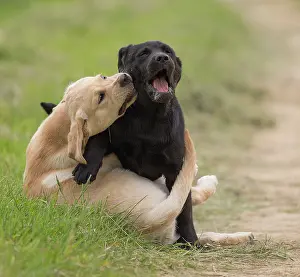 Wrestling: Dog Labrador puppies playing