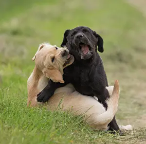 Wrestling: Dog Labrador puppies playing