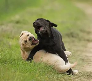 Wrestling: Dog Labrador puppies playing