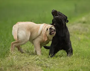 Wrestling: Dog Labrador puppies playing