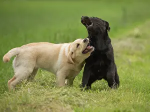 Wrestling: Dog Labrador puppies playing