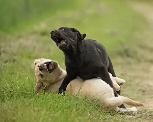 Wrestling: Dog Labrador puppies playing