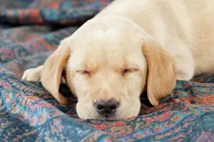 Fabric: DOG Labrador puppy ( 6 weeks old ) asleep on fabric