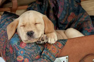 Suitcase: DOG Labrador puppy ( 6 weeks old ) asleep in an old case