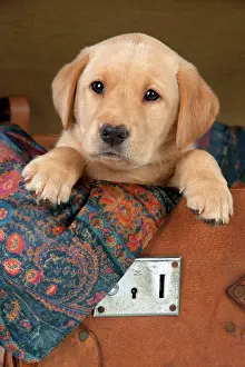 Suitcase: DOG Labrador puppy ( 6 weeks old ) in an old case
