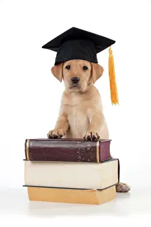 Student: DOG Labrador puppy ( 6 weeks old )with books and
