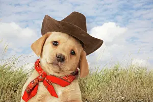 DOG - Labrador puppy (7 weeks old)