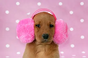 Earmuffs: DOG - Labrador puppy (7 weeks old)