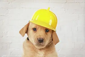 Builder: DOG - Labrador Puppy (7 weeks old)