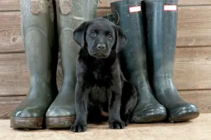Footwear: DOG Labrador puppy ( black, 6 weeks old ) with boots